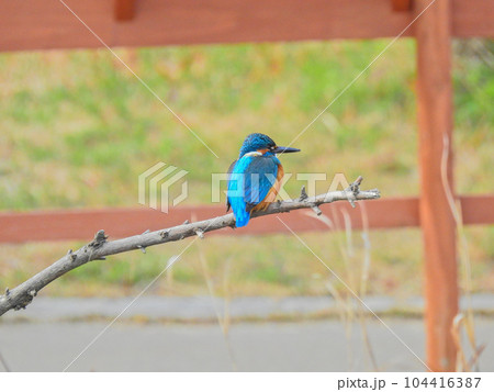 水辺の枝にとまる青い背が美しい鳥カワセミ 104416387