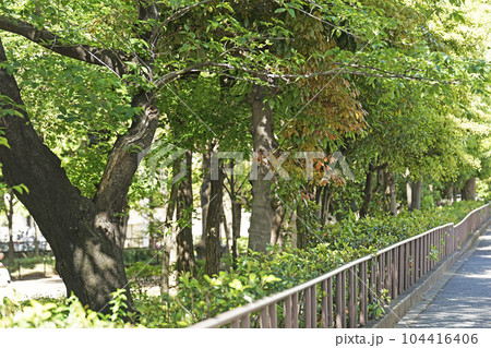 幡ケ谷第三公園 幡ケ谷第三公園 104416406