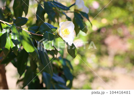 ツバキの花 104416481