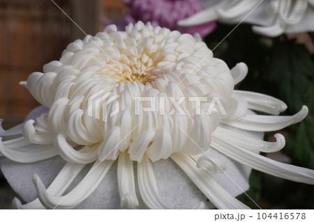 「和菊（白、一輪）」 104416578