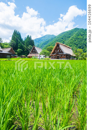 五箇山・菅沼合掌造り集落（夏） 104416699