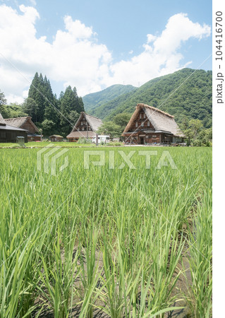 五箇山・菅沼合掌造り集落（夏） 104416700