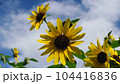 満開のひまわりと青空、元気パワーがでる真夏の向日葵、日本、 104416836