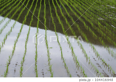 田植え 104416948