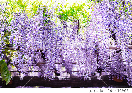 藤の花　藤棚 104416968
