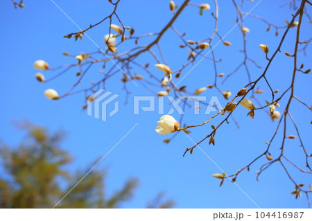 コブシの花 104416987