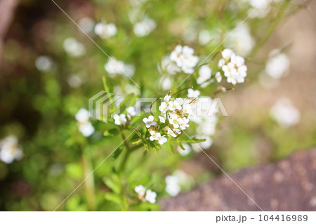 ナズナの花 満開 ナズナの花 満開 104416989