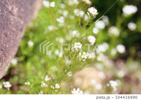 ナズナの花 満開 ナズナの花 満開 104416990