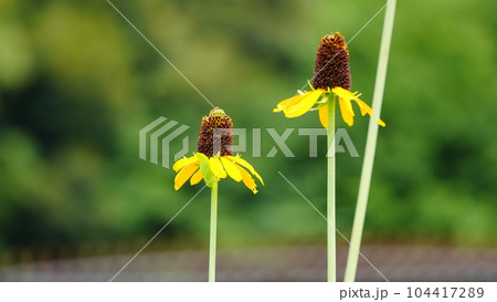 代々木公園で見かけた、伸びやかな花々 代々木公園で見かけた、伸びやかな花々 104417289