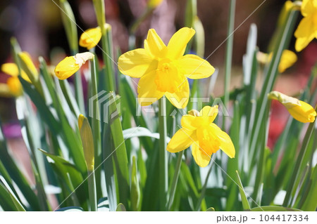 ラッパスイセンの花 104417334