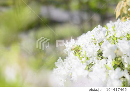 白いツツジの花 白いツツジの花 104417466