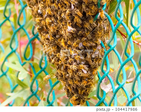 ミツバチの文蜂 ミツバチの文蜂 104417986