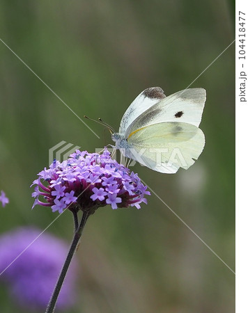 モンシロチョウ(Small Cabbage White) モンシロチョウ(Small Cabbage White) 104418477