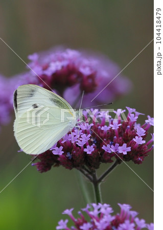 モンシロチョウ(Small Cabbage White) モンシロチョウ(Small Cabbage White) 104418479