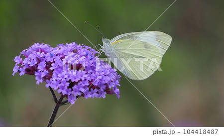 モンシロチョウ(Small Cabbage White) 104418487