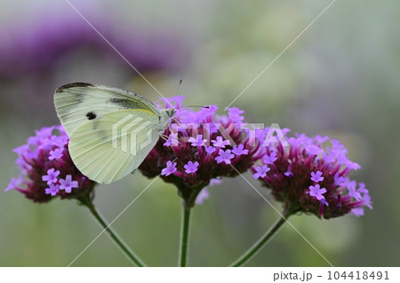 モンシロチョウ(Small Cabbage White) 104418491