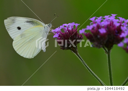 モンシロチョウ(Small Cabbage White) 104418492