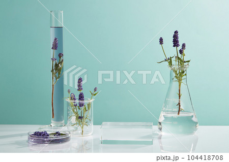 Laboratory experience and research concept with glassware containing lavender flowers and purple solutions. Square podium to show product extracted from Lavender (Lavandula) 104418708