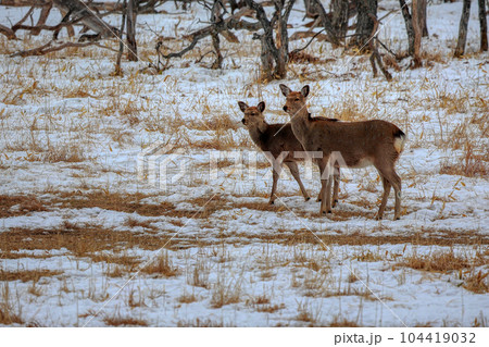 北海道　野付半島　エゾシカ 104419032