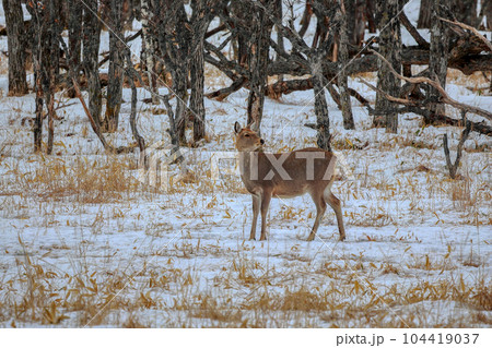 北海道　野付半島　エゾシカ 104419037