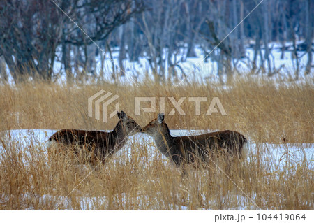 北海道　野付半島　エゾシカ 104419064