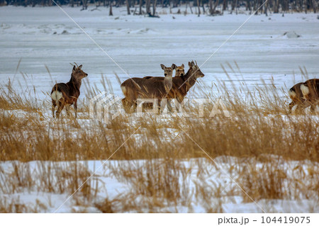 北海道　野付半島　エゾシカ 104419075