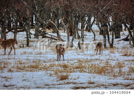 北海道 野付半島 エゾシカ 北海道 野付半島 エゾシカ 104419084