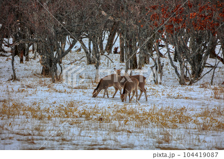 北海道 野付半島 エゾシカ 北海道 野付半島 エゾシカ 104419087