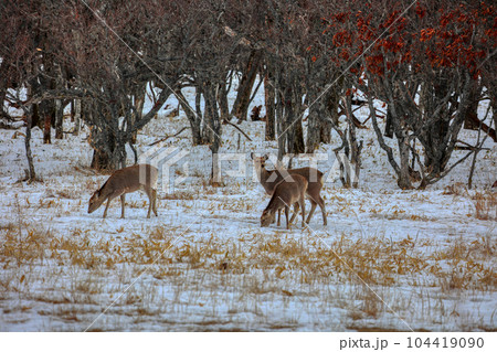 北海道　野付半島　エゾシカ 104419090