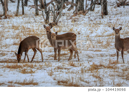 北海道 野付半島 エゾシカ 北海道 野付半島 エゾシカ 104419098