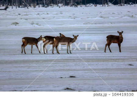 北海道　野付半島　エゾシカ 104419330
