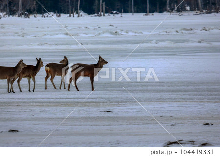 北海道　野付半島　エゾシカ 104419331