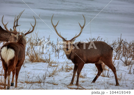 北海道野付半島蝦夷鹿-照片素材（圖片） [104419349] - PIXTA圖庫