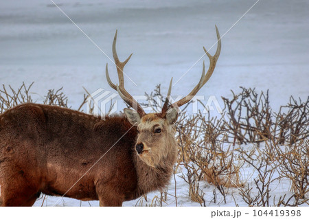 北海道　野付半島　エゾシカ 104419398
