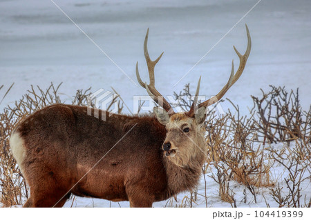 北海道　野付半島　エゾシカ 104419399