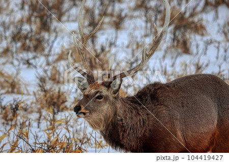 北海道　野付半島　エゾシカ 104419427