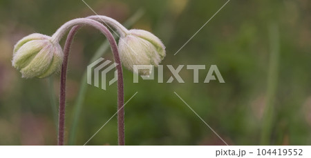 Delicate anemone flowers outdoors. Spring background with two flowers. 104419552