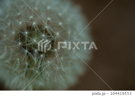 Macro photo of white dandelion, fluff structure Macro photo of white dandelion, fluff structure 104419553