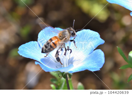ミツバチ、ネモフィラ 104420639
