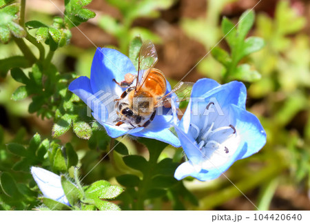 ミツバチ、ネモフィラ ミツバチ、ネモフィラ 104420640