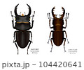 オオクワガタとミヤマクワガタ オオクワガタとミヤマクワガタ 104420641