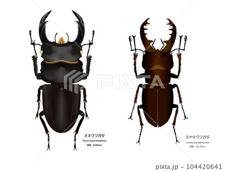 オオクワガタとミヤマクワガタ 104420641