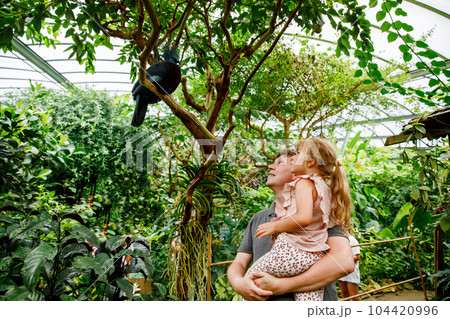 Father with small daughter, cute preschool girl watching birds. Happy family, man and little child in birds observatory, looking on western crowned pigeon bird. Family weekend activity Father with small daughter, cute preschool girl watching birds. Happy family, man and little child in birds observatory, looking on western crowned pigeon bird. Family weekend activity 104420996