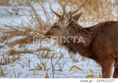 北海道 野付半島 エゾシカ 北海道 野付半島 エゾシカ 104421077