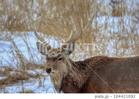 北海道 野付半島 エゾシカ 北海道 野付半島 エゾシカ 104421092