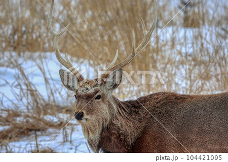北海道 野付半島 エゾシカ 北海道 野付半島 エゾシカ 104421095