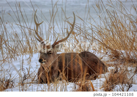 北海道　野付半島　エゾシカ 104421108