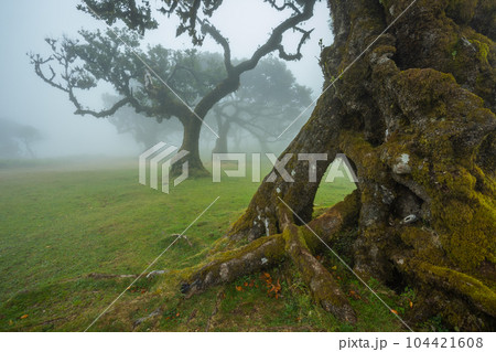 Fanal forest , old mystical tree in Madeira island, Unesco Fanal forest , old mystical tree in Madeira island, Unesco 104421608