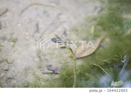 オタマジャクシから蛙へ 104422005