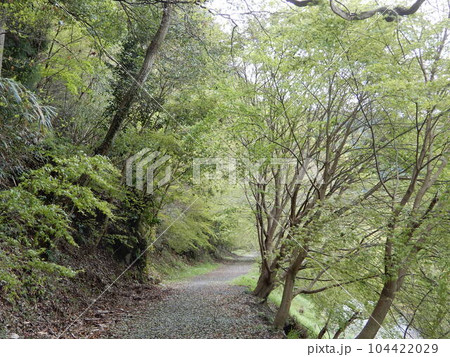 愛知県豊田市小原新緑の柿ヶ入遊歩道 愛知県豊田市小原新緑の柿ヶ入遊歩道 104422029